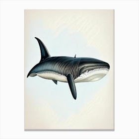 Basking Shark 2 Vintage Canvas Print