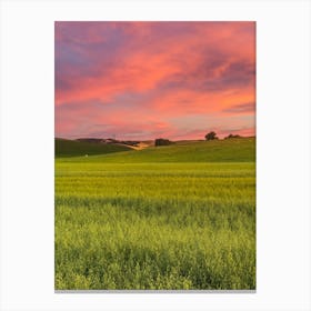 Sunset Over A Canola Field Canvas Print