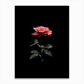 Single Rose On Black Background 38 Canvas Print