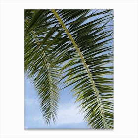 Green leaves of a date palm and blue sky Canvas Print
