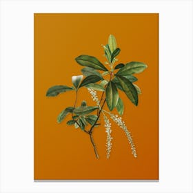 Vintage Swamp Titi Leaves Botanical on Sunset Orange n.0687 Canvas Print