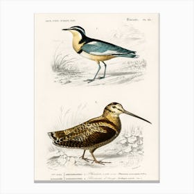 Different Types Of Birds, Charles Dessalines D'Orbigny 9 Canvas Print
