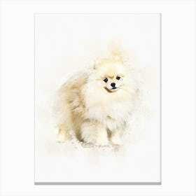 Small Spitz Dog Canvas Print