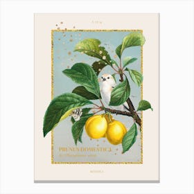 Botanica - Yellow Plum Canvas Print