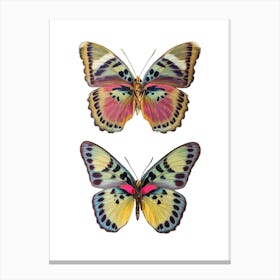 Two Colored Butterflies Canvas Print