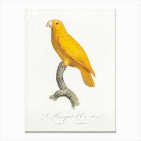 The Pacific Parrotlet, From Natural History Of Parrots, Francois Levaillant Canvas Print