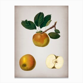 Vintage Apple Botanical on Parchment n.0151 Canvas Print