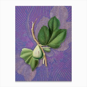 Vintage Fig Botanical Illustration on Veri Peri 1 Canvas Print