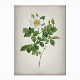 Vintage Twin Flowered White Rose Botanical on Parchment n.0274 Canvas Print