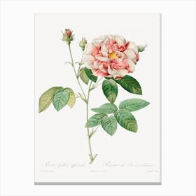 Rosa Gallica, Pierre Joseph Redouté Canvas Print