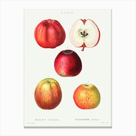 Apple, Malus Communis, Pierre Joseph Redoute 1 Canvas Print