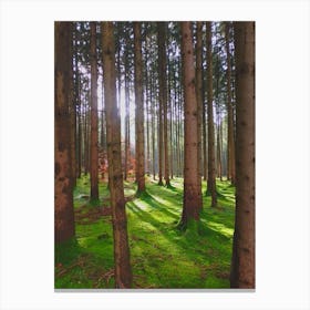 Mossy Forest Canvas Print