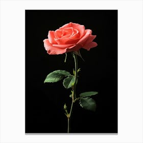 Pink Rose Isolated On Black Background 8 Canvas Print