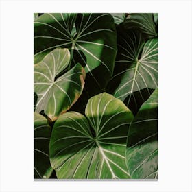 Abstract Philodendron Plant In Sunset Canvas Print