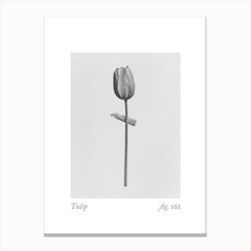 Tulip Botanical Collage 4 Canvas Print