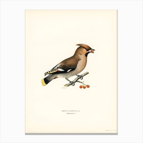 Bohemian Waxwing (Ampelis Garrulus), The Von Wright Brothers Canvas Print