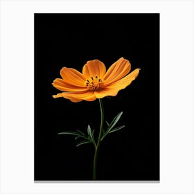 Cosmos Flower 4 Canvas Print