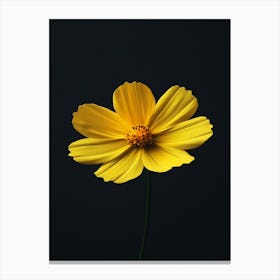 Yellow Cosmos Flower 6 Leinwandbild