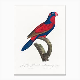 The Red & Blue Lory, Eos Histrio From Natural History Of Parrots, Francois Levaillant Canvas Print