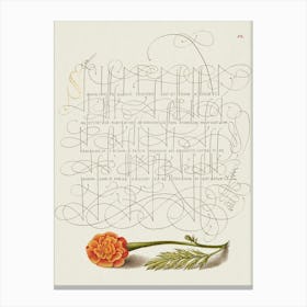 French Marigold From Mira Calligraphiae Monumenta, Joris Hoefnagel Canvas Print