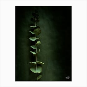 Eucalyptus Photograph 3 Canvas Print