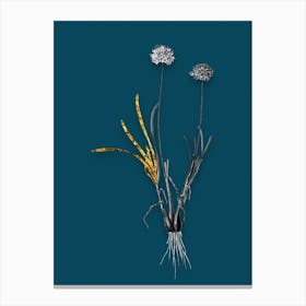 Vintage Allium Carolinianum Black and White Gold Leaf Floral Art on Teal Blue n.0240 Canvas Print