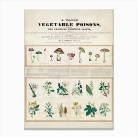 Guide To Vegetable Poisons Mushrooms Canvas Print