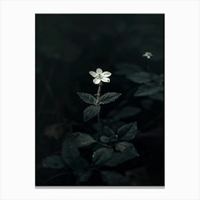 Flower In The Dark 54 Canvas Print