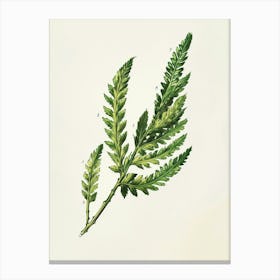 Vintage Illustration Asparagus Fern 2 Canvas Print