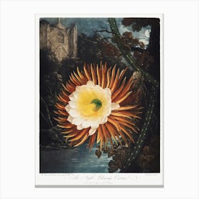 The Night–Blowing Cereus From The Temple Of Flora (1807), Robert John Thornton Canvas Print