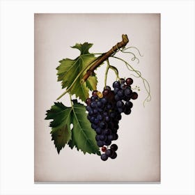 Aafog Vintage Black Grape Botanical On Parchment Canvas Print