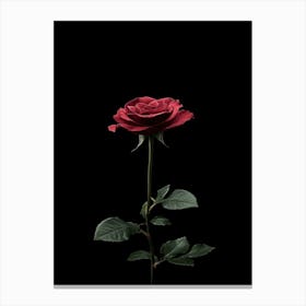 Single Red Rose On Black Background 19 Canvas Print