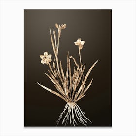 Gold Botanical Yellow Eyed Grass on Chocolate Brown n.1652 Canvas Print