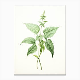 Stinging Nettle Vintage Botanical Herbs 2 Canvas Print