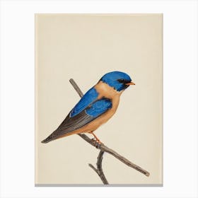 Barn Swallow Illustration Bird Canvas Print