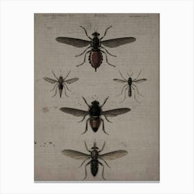 Flies Canvas Print Canvas Print