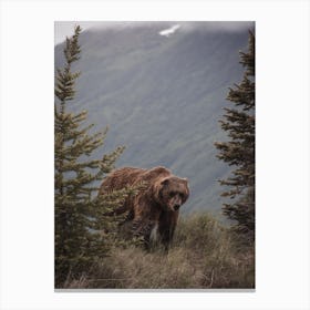 Bear On Mountain Top Canvas Print