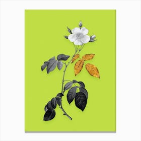 Vintage Big Leaved Climbing Rose Black and White Gold Leaf Floral Art on Chartreuse n.0027 Canvas Print