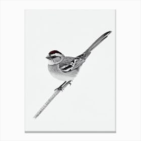 House Sparrow B&W Pencil Drawing 1 Bird Canvas Print