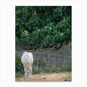 White Horse Grazing 20211231 66ppub Canvas Print