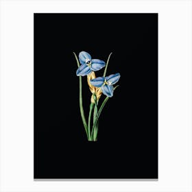 Vintage Sapphire Patersonia Botanical Illustration on Solid Black n.0267 Canvas Print