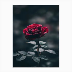 Red Rose 49 Canvas Print