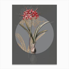 Vintage Botanical Guernsey Lily on Circle Gray on Gray n.0092 Canvas Print