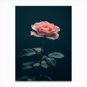 Pink Rose On Dark Background 3 Canvas Print