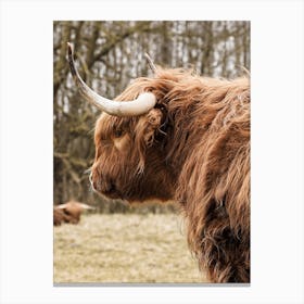 Highland Cow In Holland Canvas Print