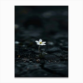 Flower In The Dark 79 Canvas Print