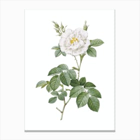 Vintage White Rose Botanical Illustration on Pure White n.0691 Canvas Print