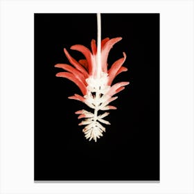 Coral Tree Flower Canvas Print
