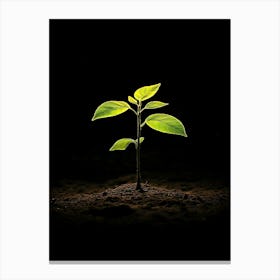 Small Green Plant On Black Background 25 Canvas Print