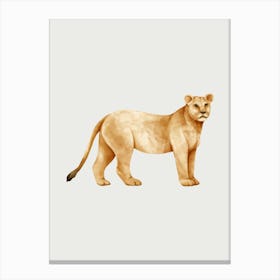 Lion. Canvas Print